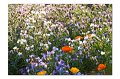 Blumenwiese M 12